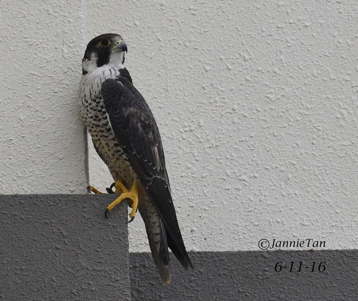 Peregrine Falcon - ML51005251