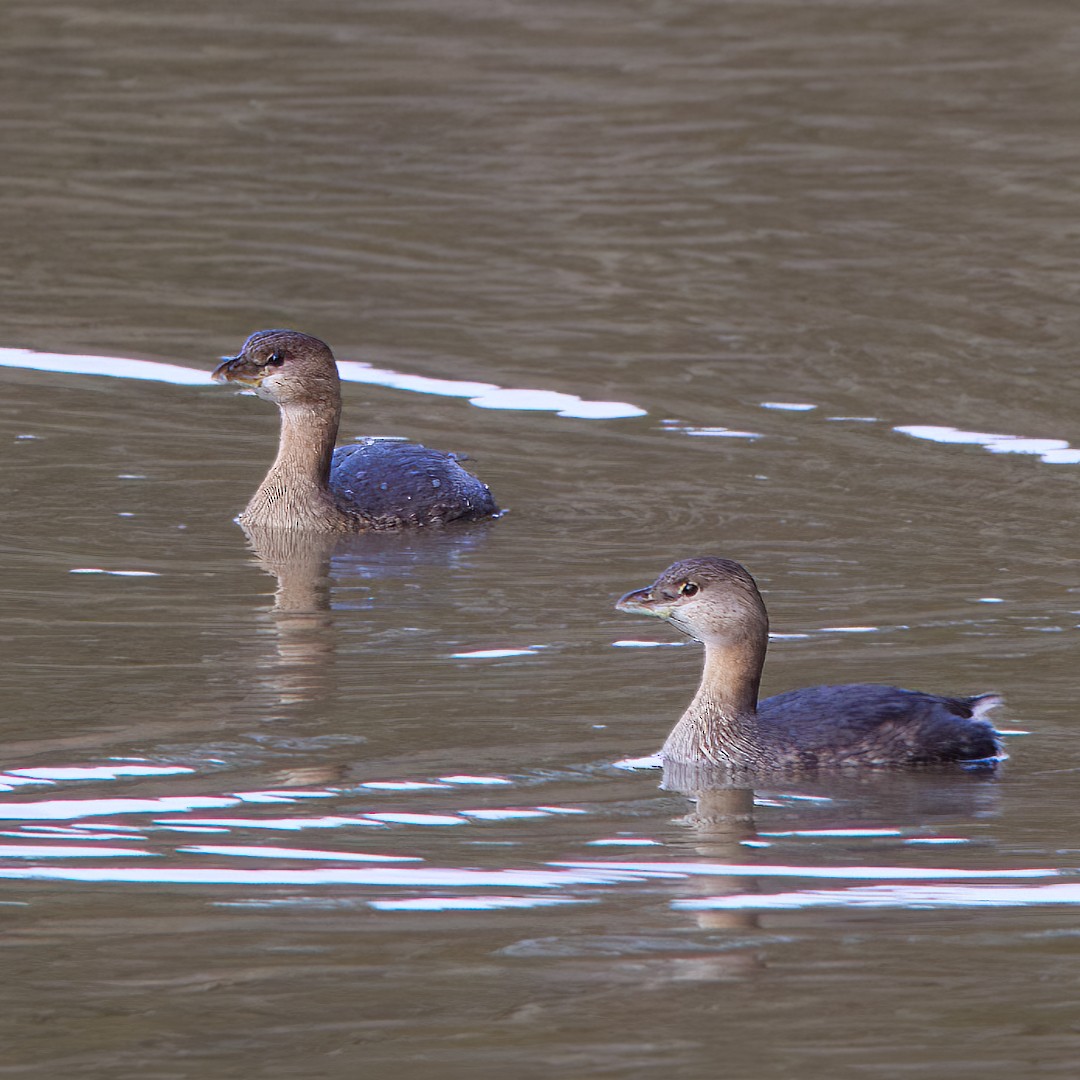 Pied-billed Grebe - ML510052571