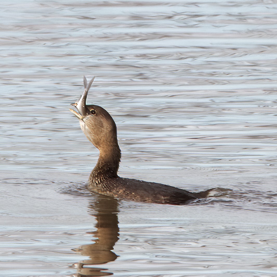 Pied-billed Grebe - ML510052581