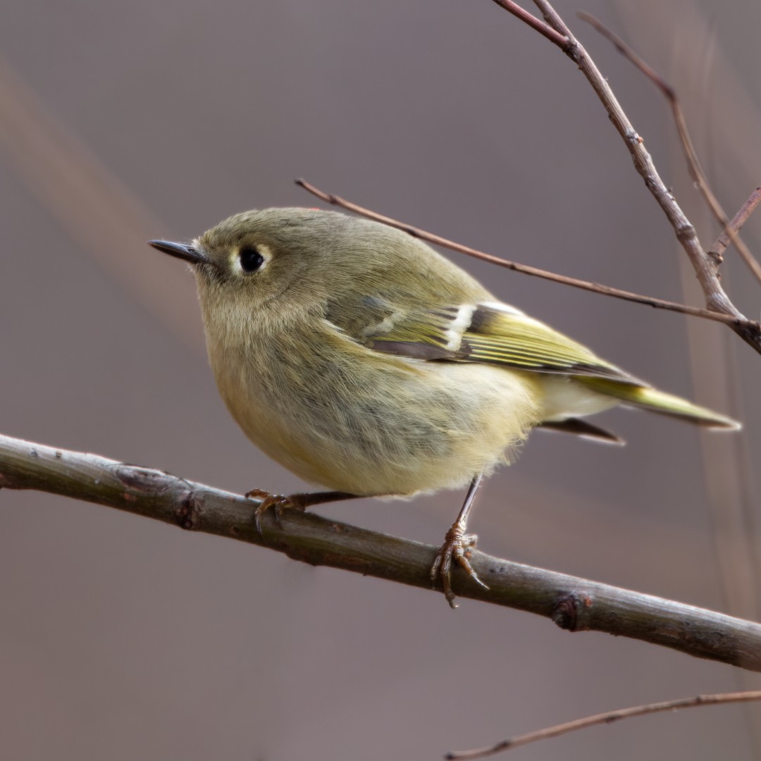 Ruby-crowned Kinglet - ML510052671