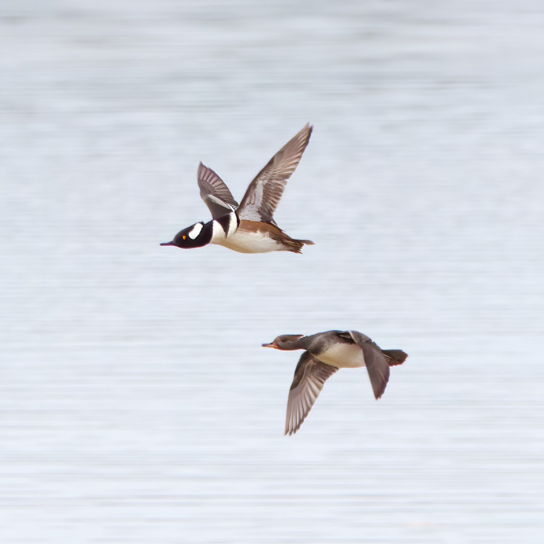 Hooded Merganser - ML510052801