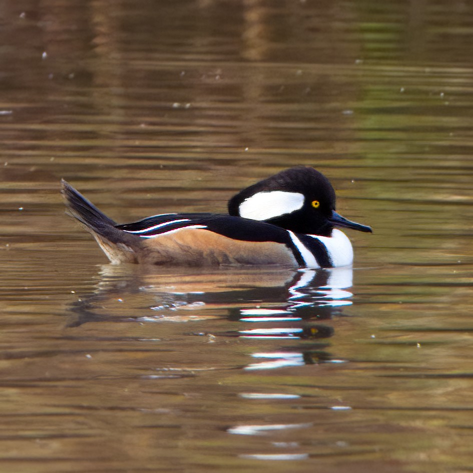Hooded Merganser - ML510052811