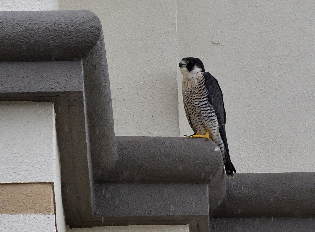 Peregrine Falcon - ML51005291