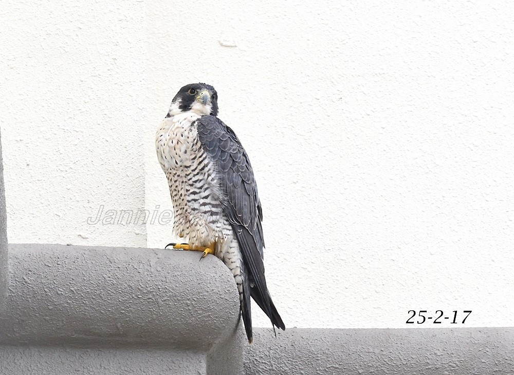 Peregrine Falcon - ML51005331