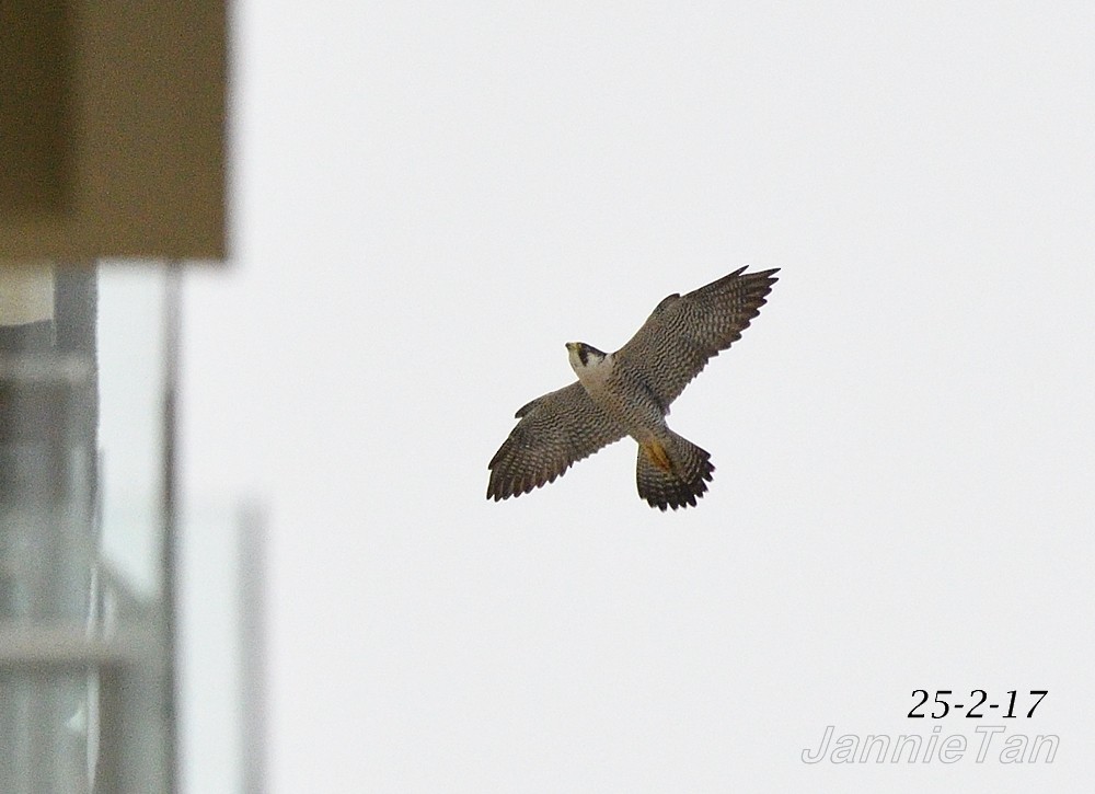 Peregrine Falcon - ML51005361