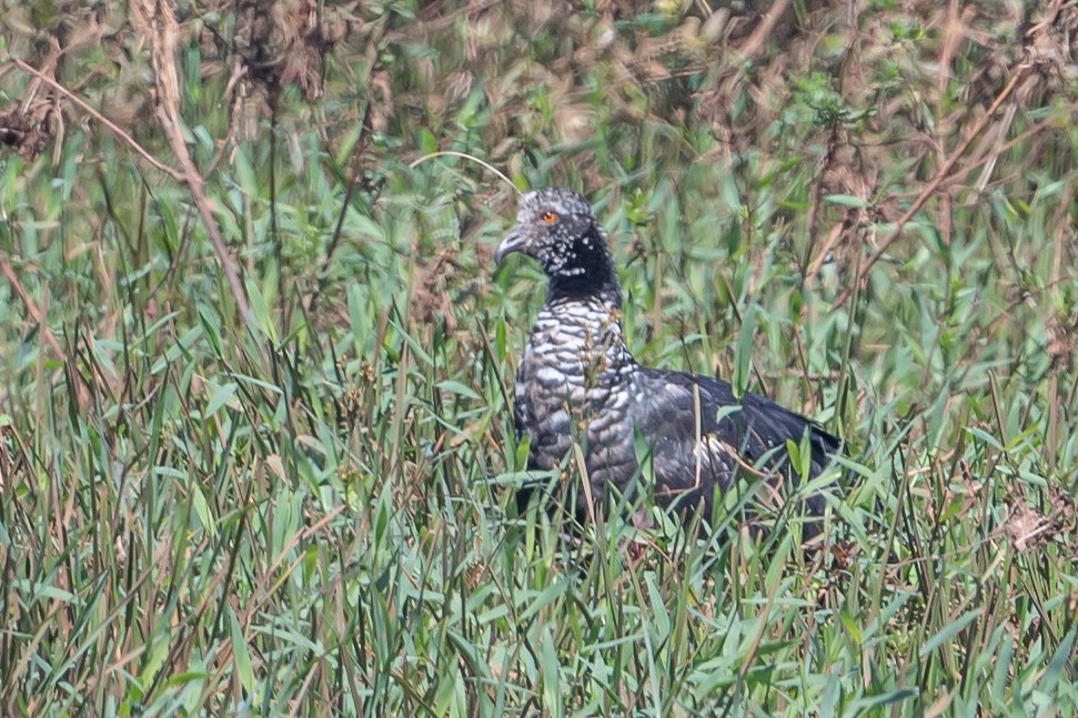 Horned Screamer - ML510054131