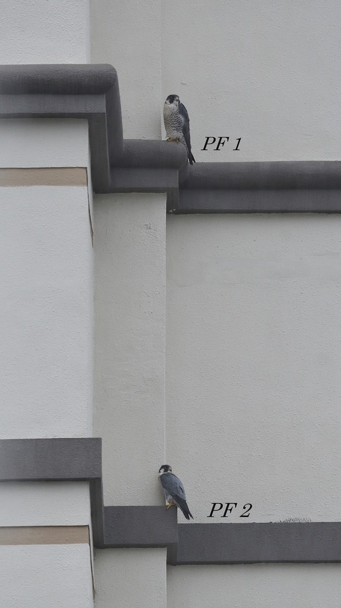 Peregrine Falcon - ML51005501