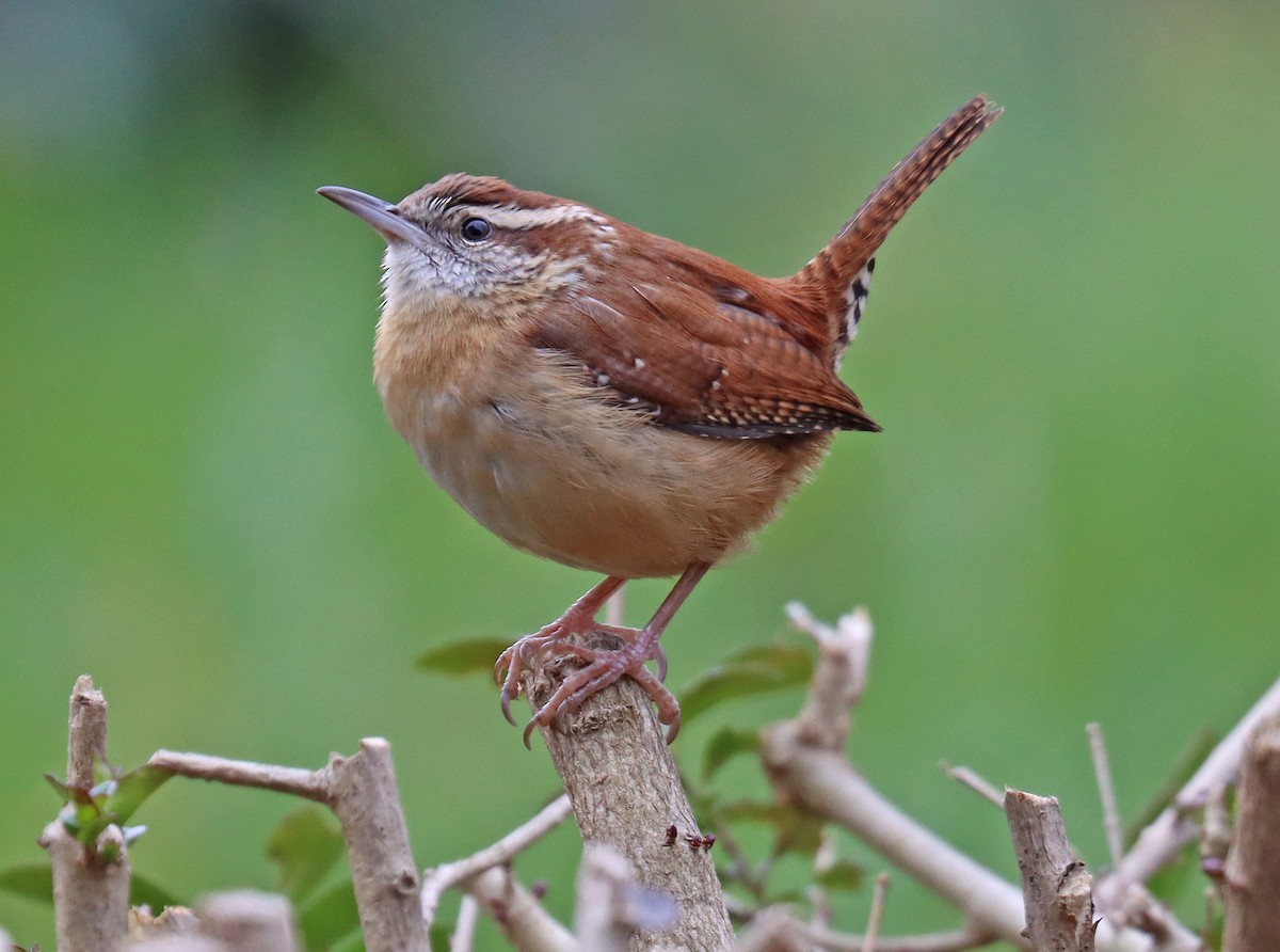 Carolina Wren - Corey Finger