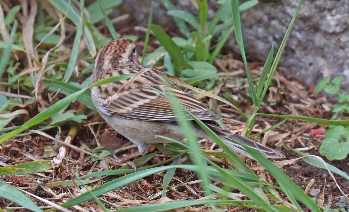 Chipping Sparrow - ML510055251