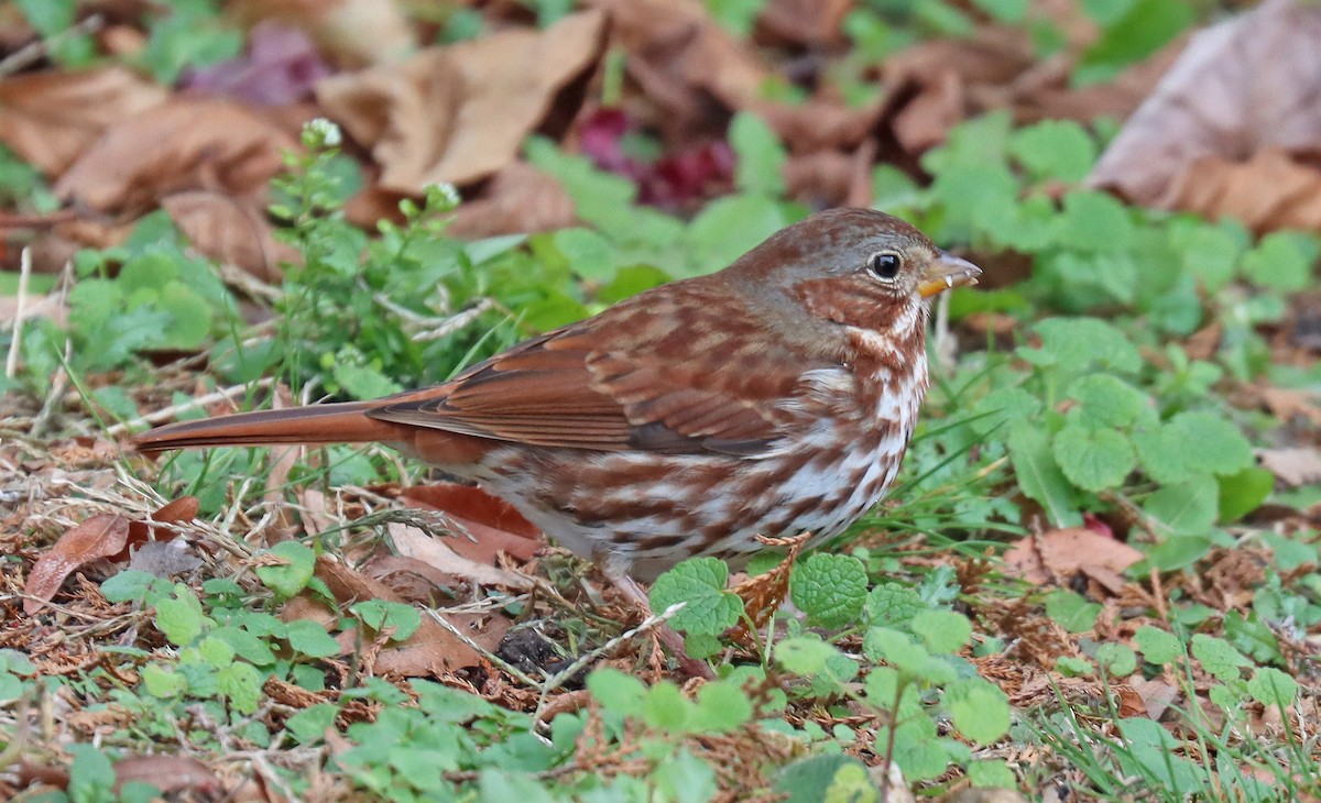 Fox Sparrow - ML510055371