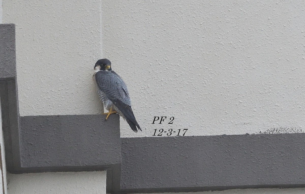Peregrine Falcon - ML51005561