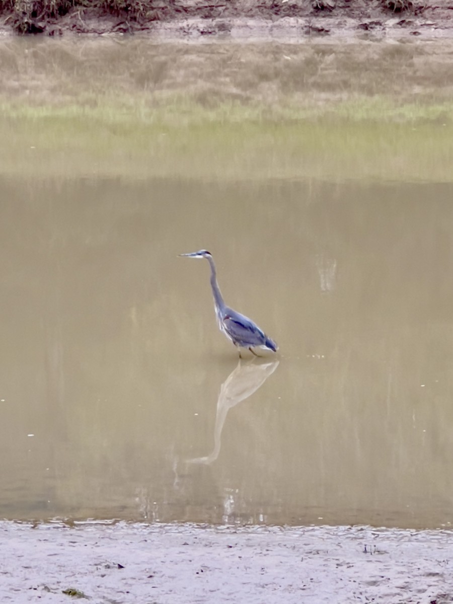 Great Blue Heron - ML510055721