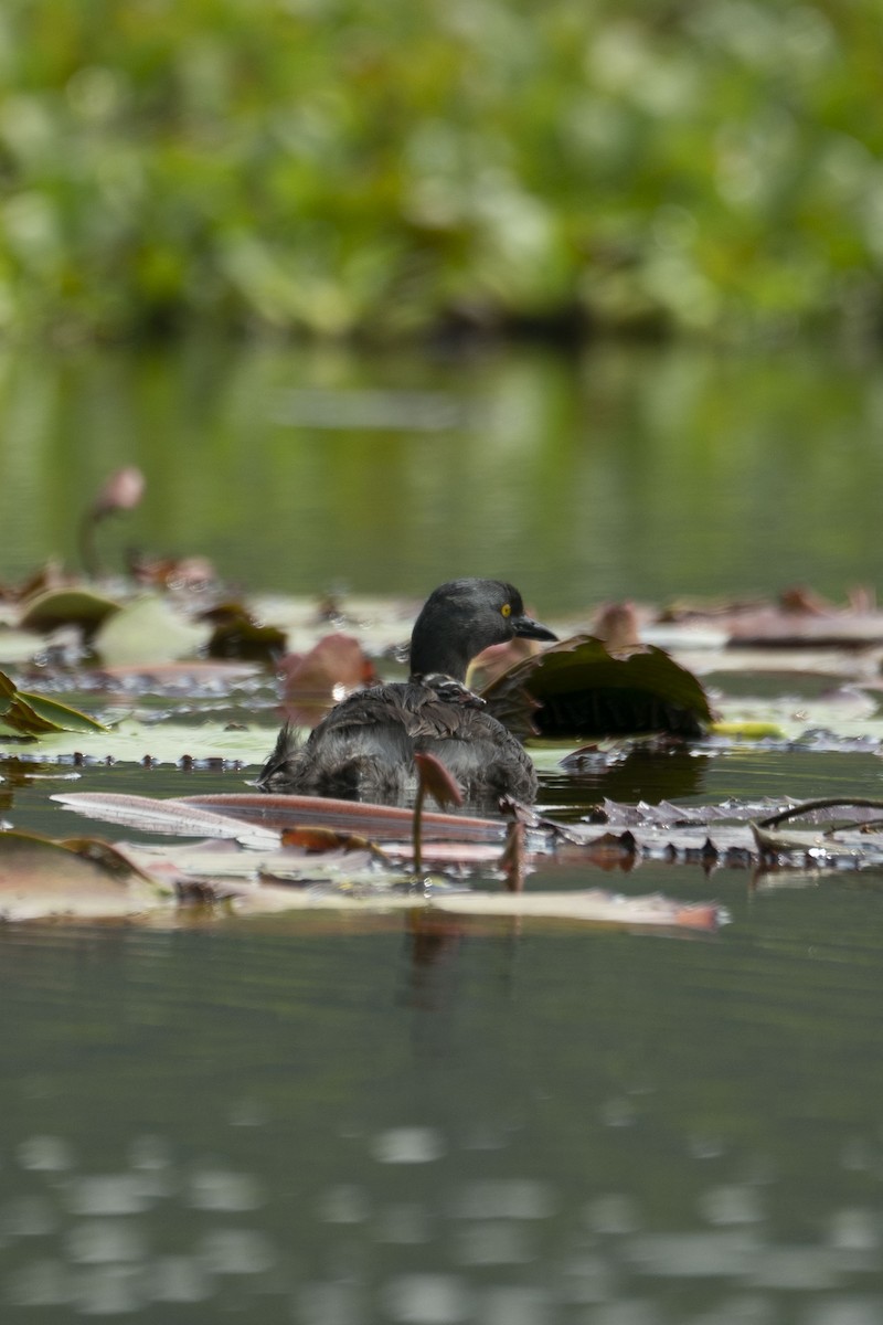 Least Grebe - ML510056361