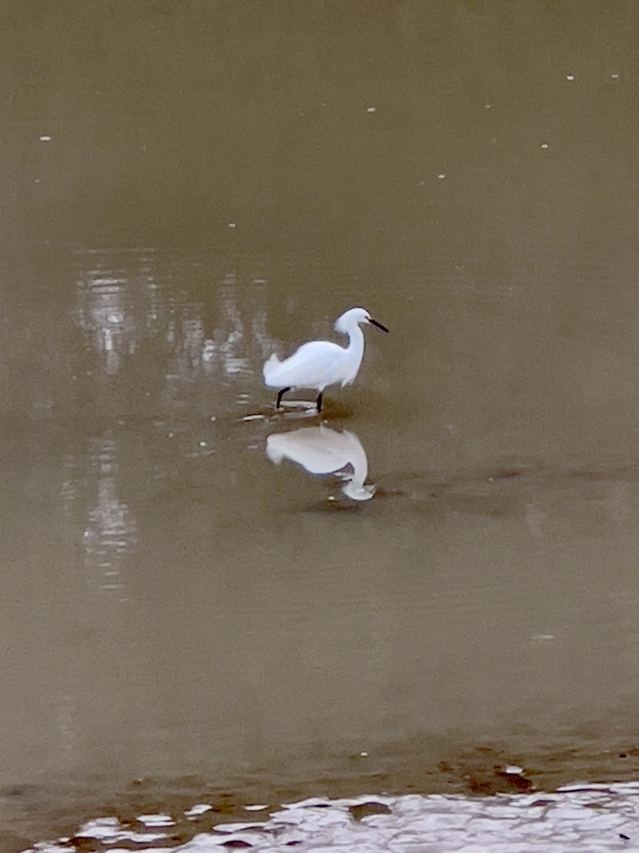 Snowy Egret - ML510056621