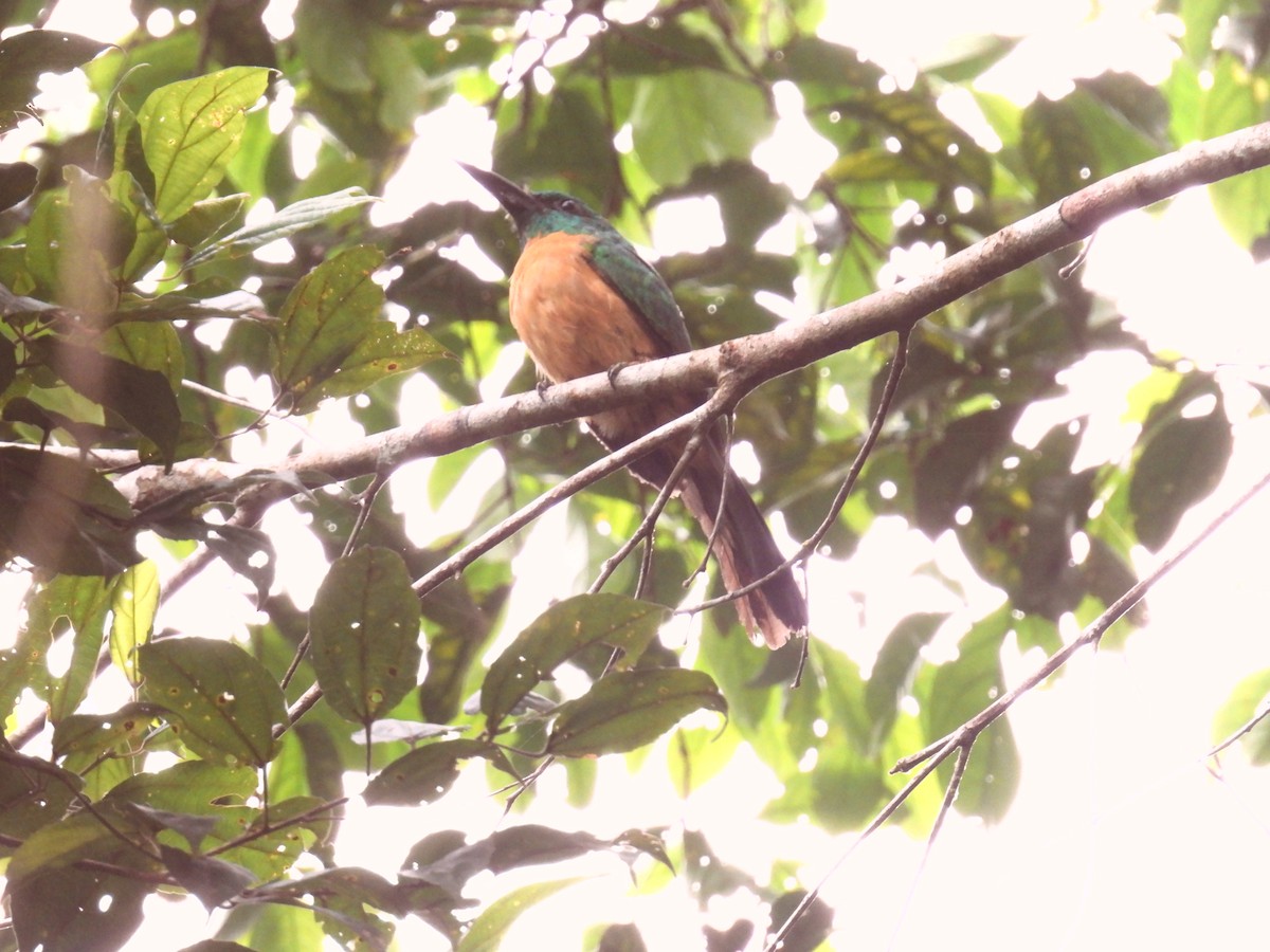 Great Jacamar - ML510057771