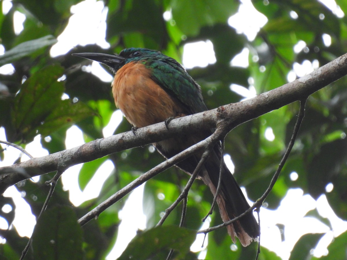 Great Jacamar - ML510058031