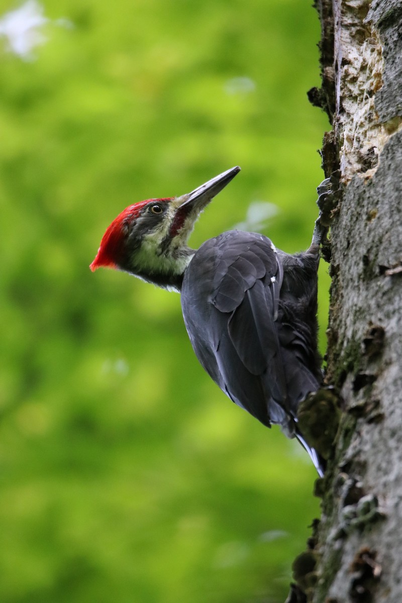 Pileated Woodpecker - ML510058161