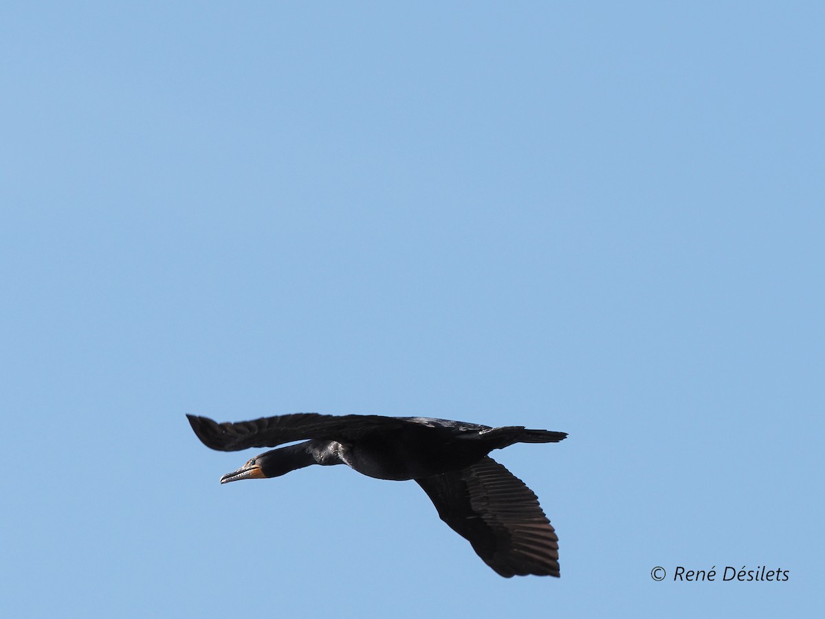 Double-crested Cormorant - ML510058221