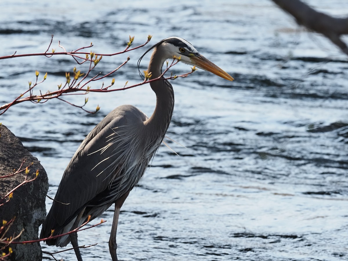 Great Blue Heron - ML510058331