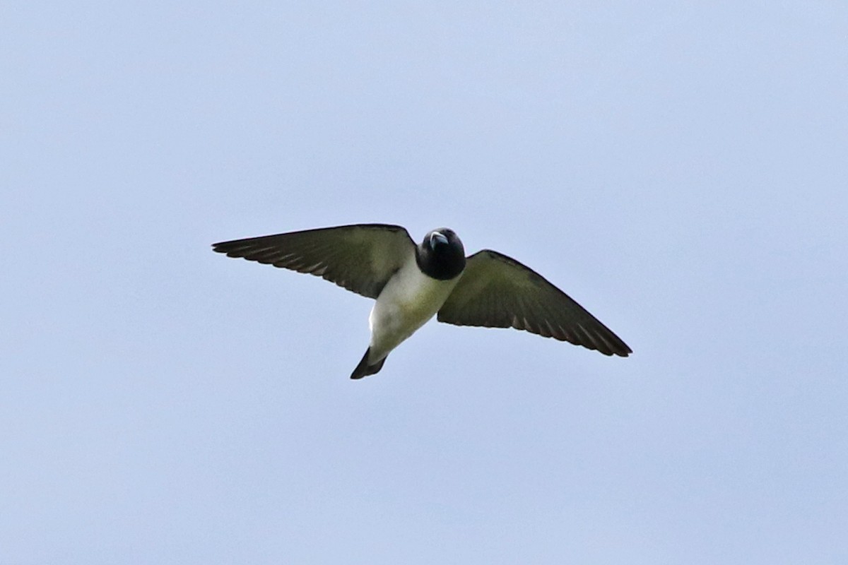 White-breasted Woodswallow - ML51005941