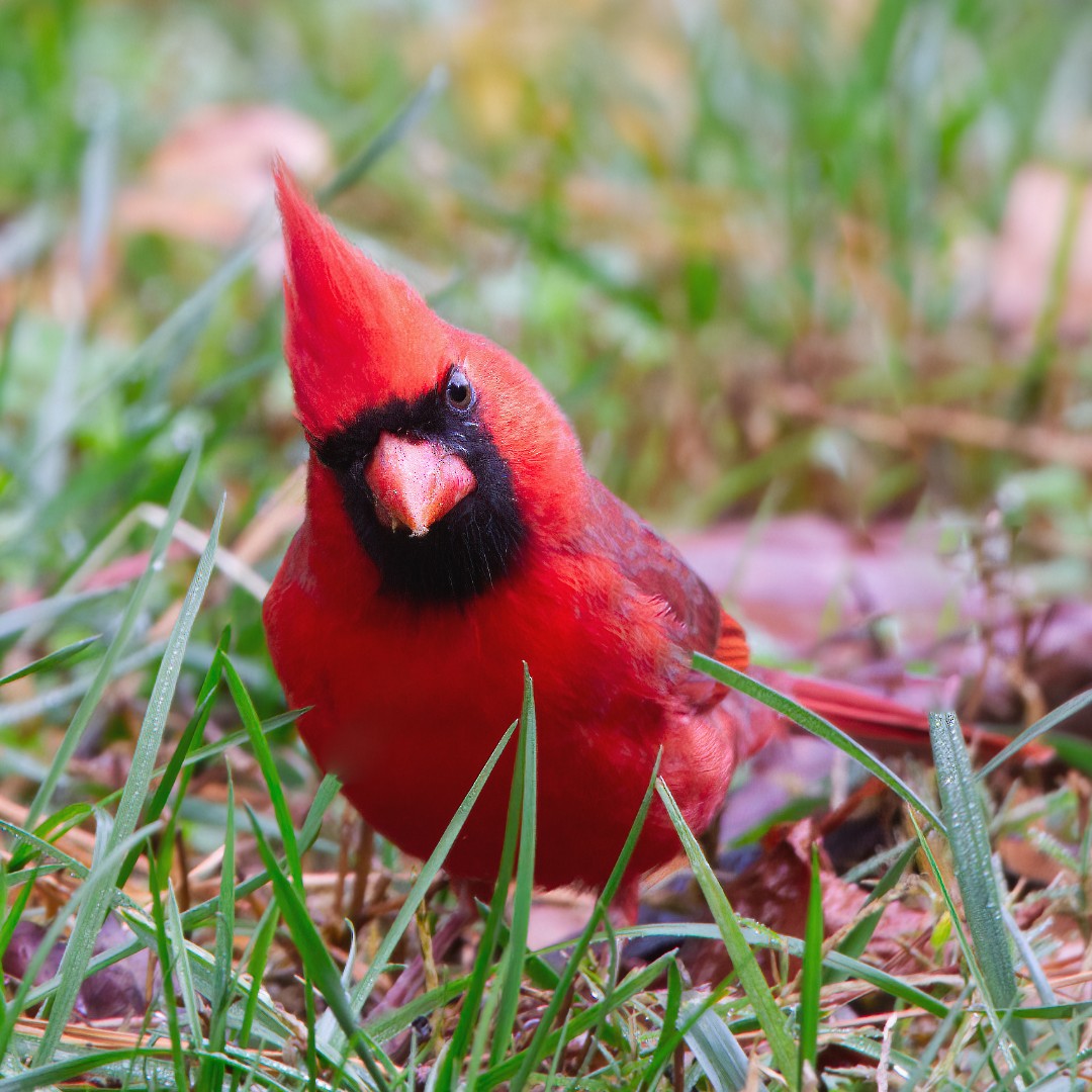 Northern Cardinal - ML510060801