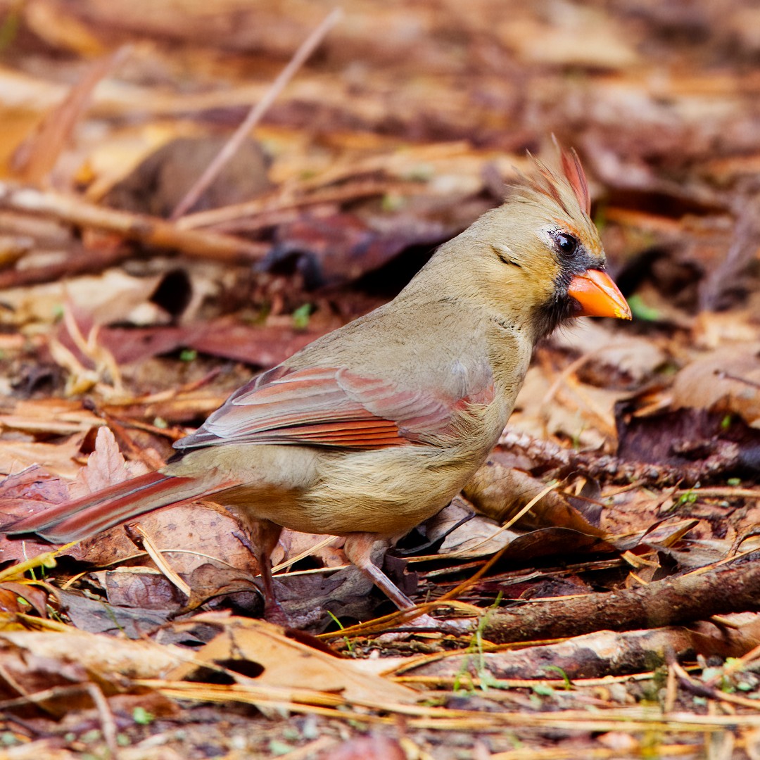 Northern Cardinal - ML510060811