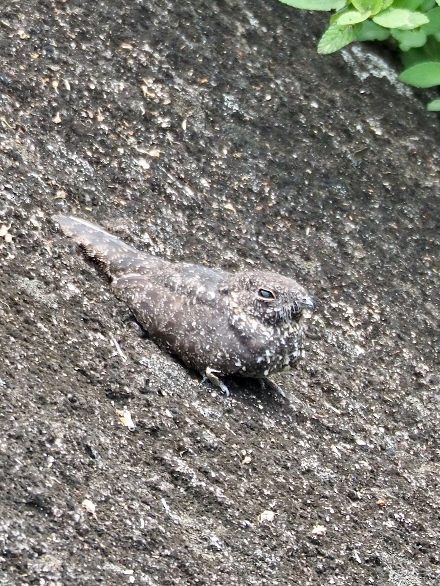 Pygmy Nightjar - ML510062111