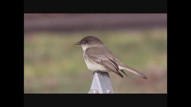 Eastern Phoebe - ML510064751