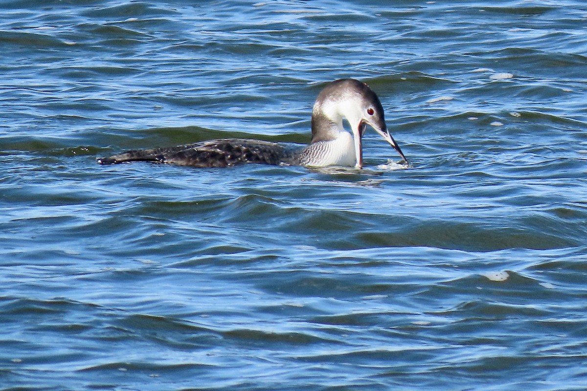 Common Loon - ML510065641