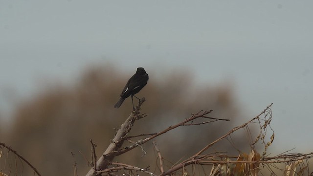 Spectacled Tyrant - ML510066771