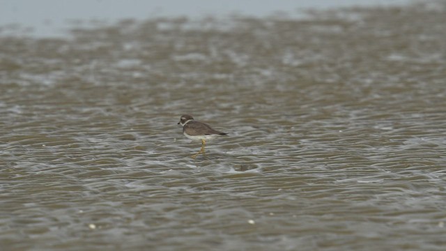 Semipalmated Plover - ML510067121
