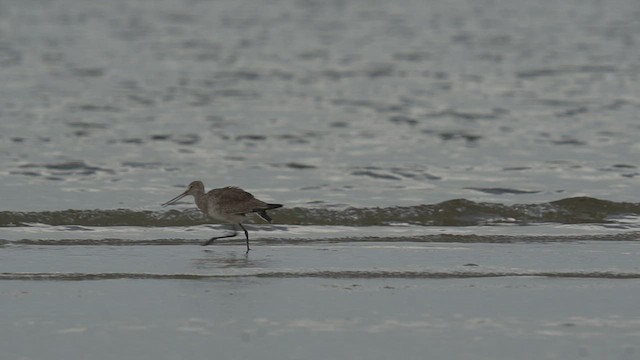 Hudsonian Godwit - ML510067541