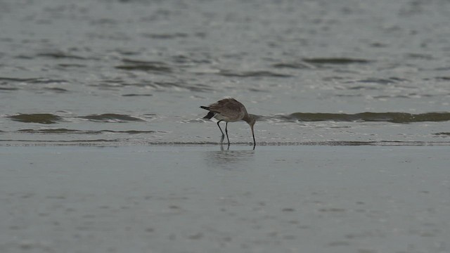 Hudsonian Godwit - ML510067601