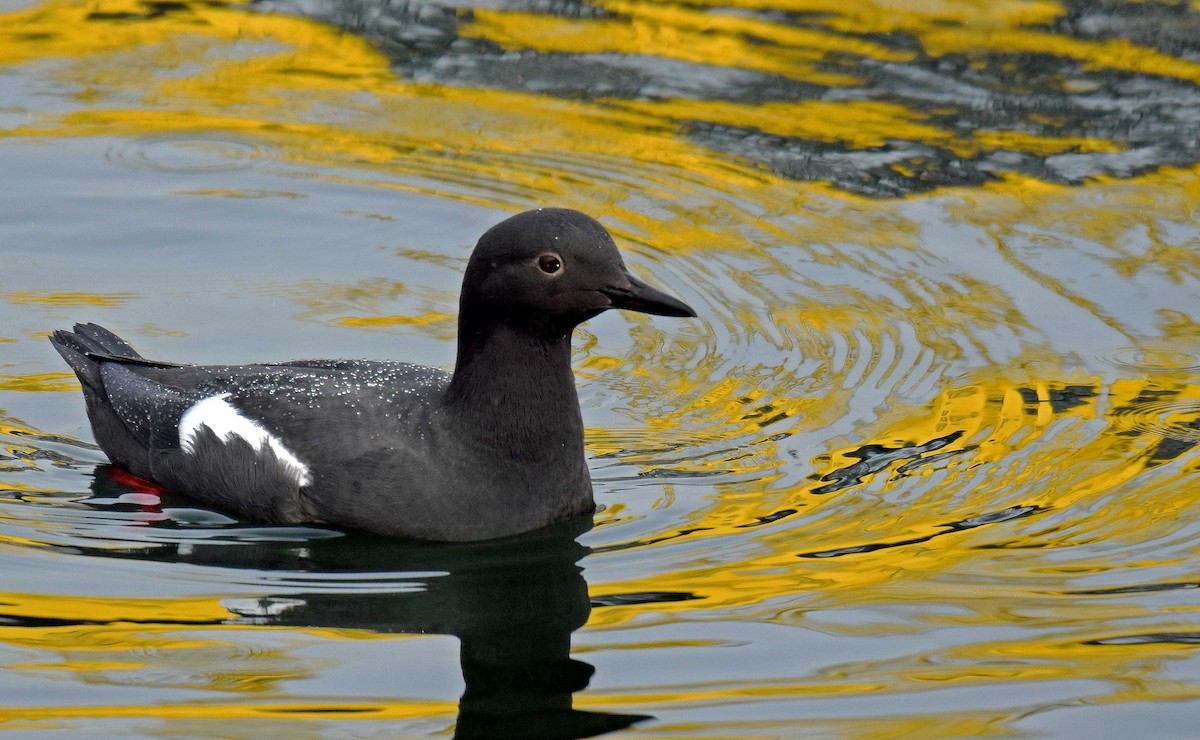 Pigeon Guillemot - ML51006761