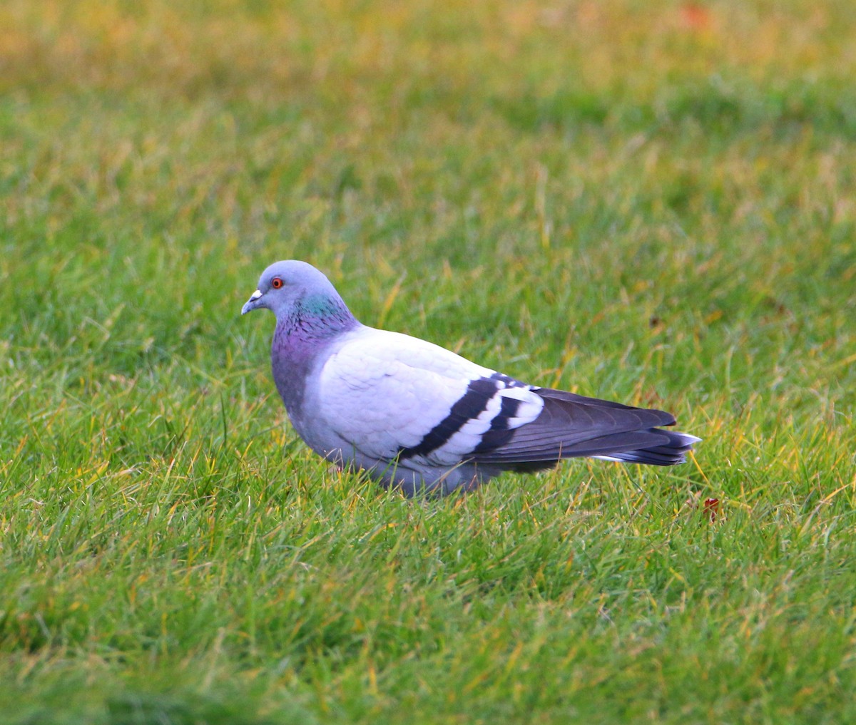 Rock Pigeon (Feral Pigeon) - ML510068311