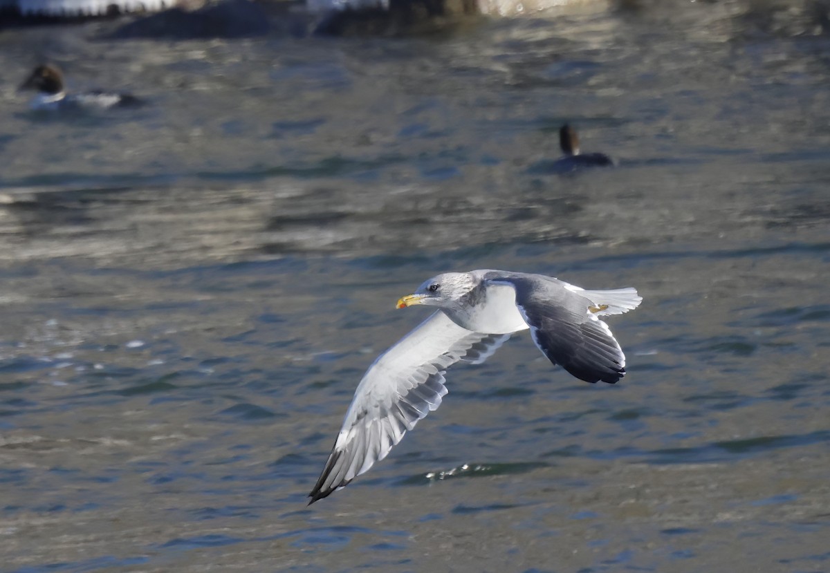 Lesser Black-backed Gull - Scott Ray