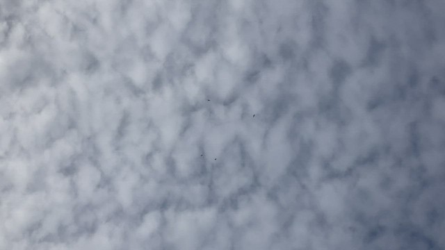Хон хэрээ - ML510070461