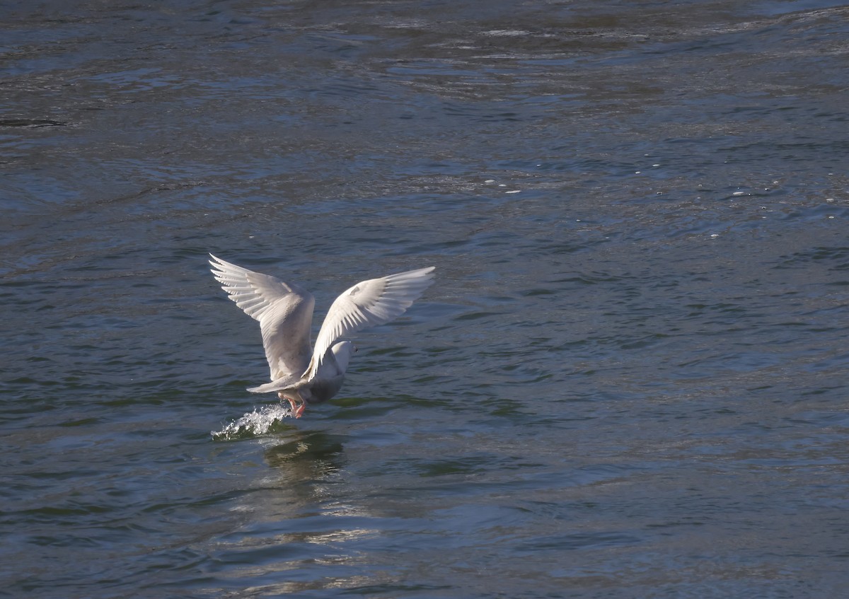 Glaucous Gull - ML510071281