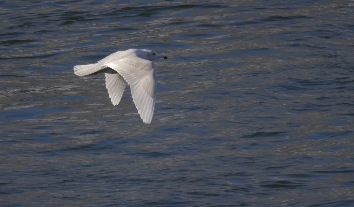 Glaucous Gull - ML510071301