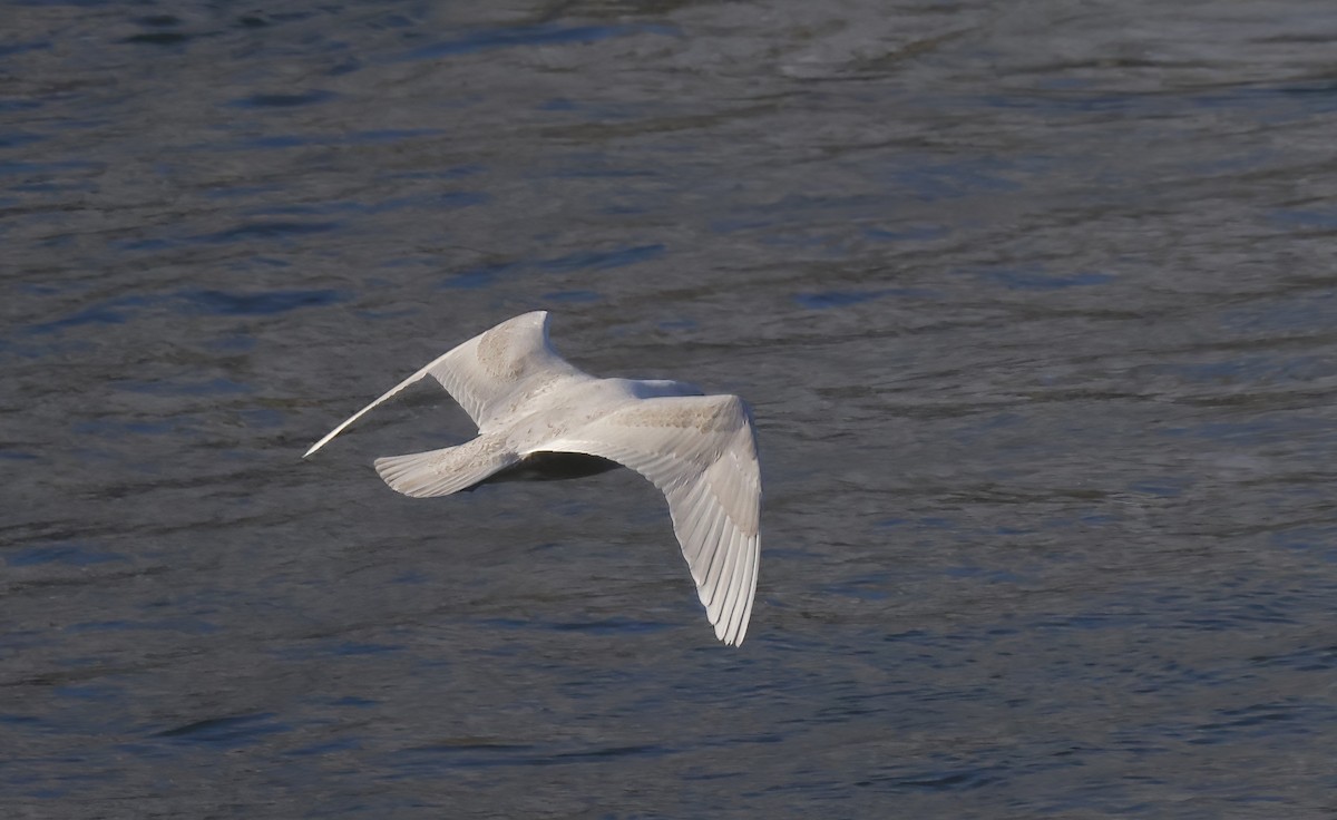 Glaucous Gull - ML510071311