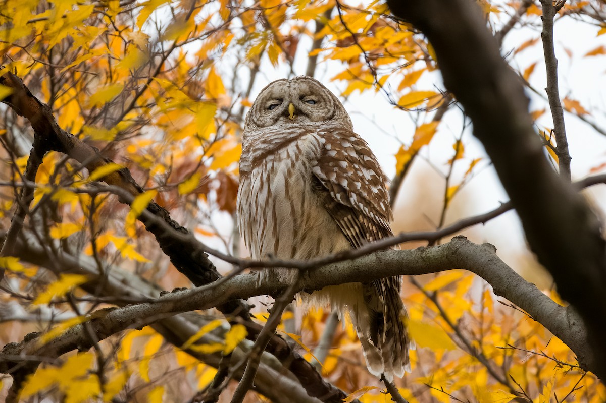 Barred Owl - ML510071531