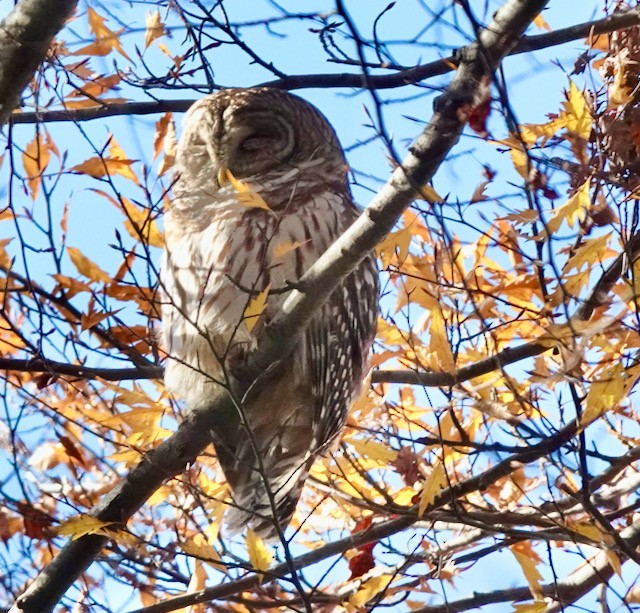 Barred Owl - ML510071721