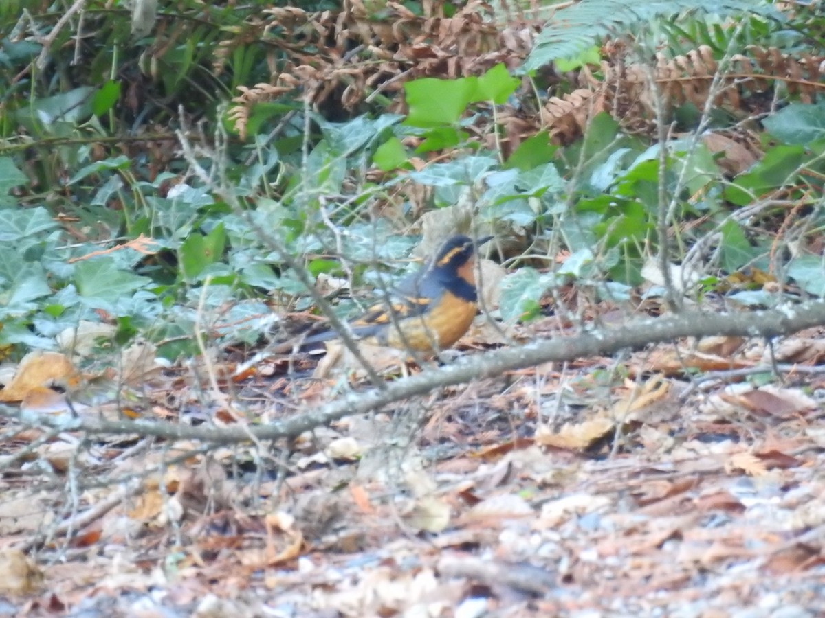 Varied Thrush - ML510071761