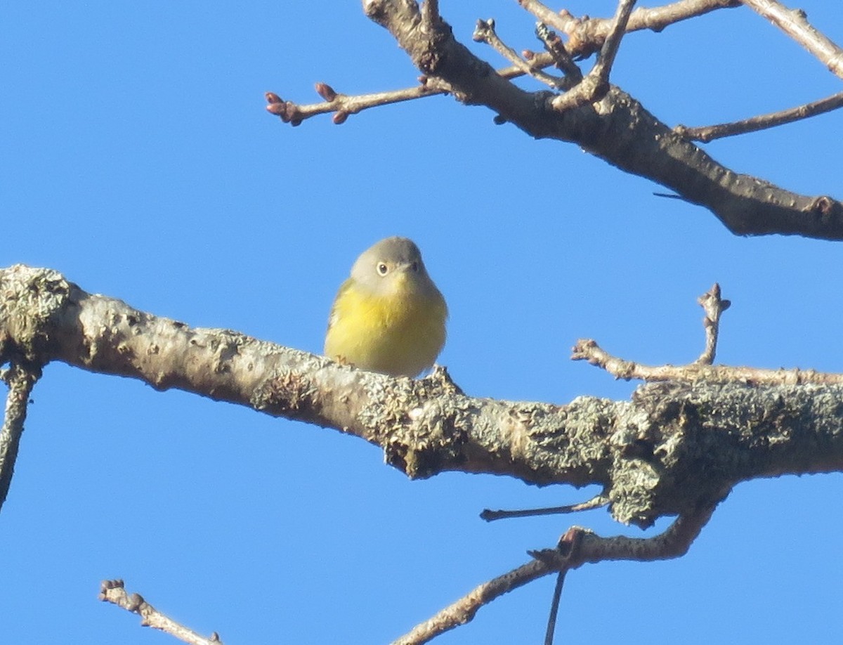 Nashville Warbler - ML510072551