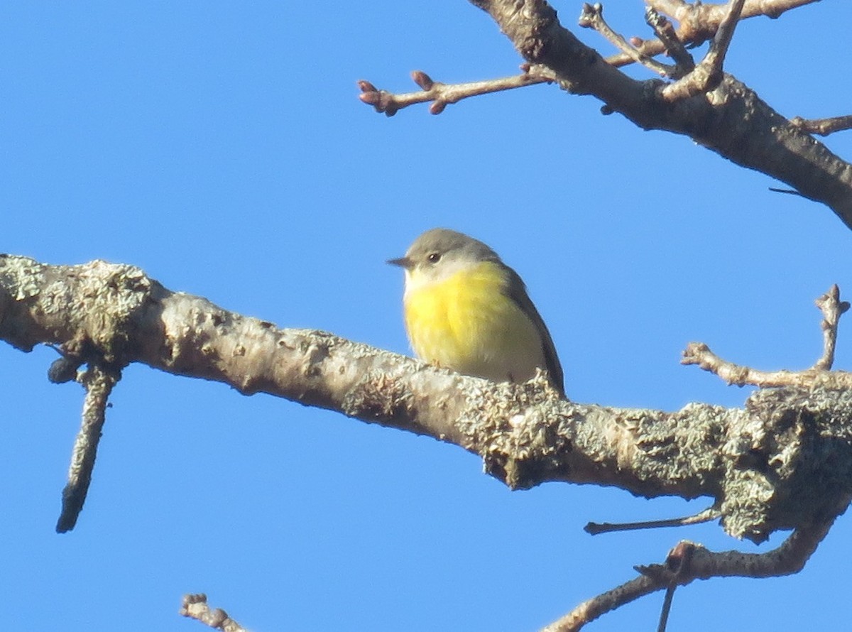 Nashville Warbler - ML510072571