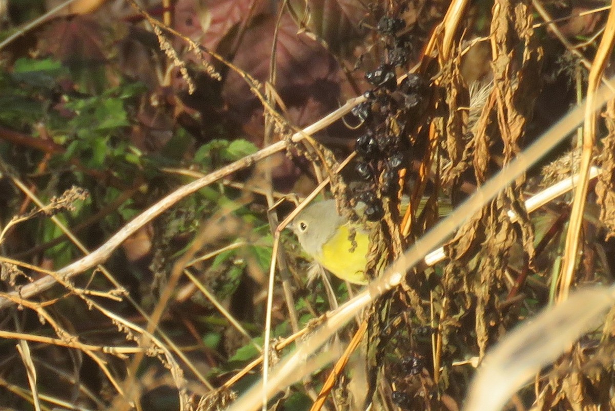 Nashville Warbler - ML510072581