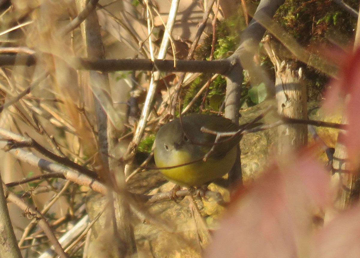 Nashville Warbler - ML510072591