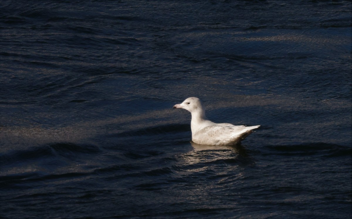 Glaucous Gull - ML510072691