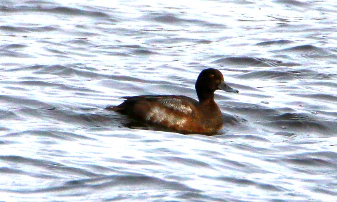 Greater Scaup - ML510073371