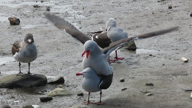 Dolphin Gull - ML510074231